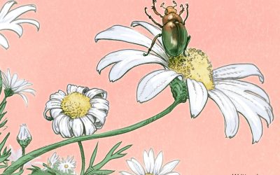 Land Belongs to Me (The)